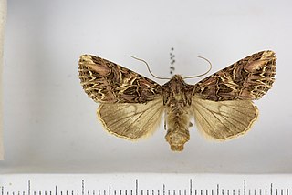 <i>Anarta farnhami</i> Species of moth