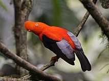 Andean Cock of the Rock, Rupicola peruviana 1.jpg