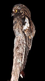 Andean Potoo (Nyctibius maculosus) (9496853499) 1.jpg