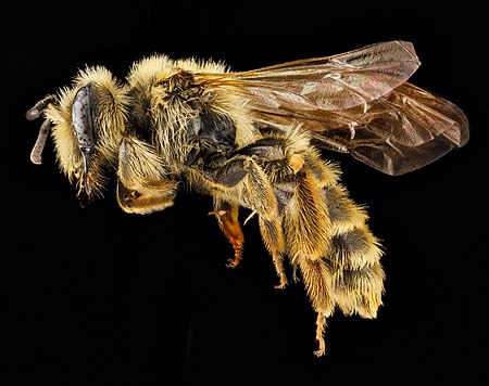 Andrena astragali