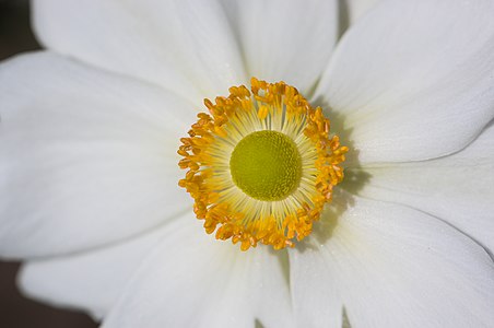 The bloom of a japanese anemone (Anemone hupehensis var. japonica 'Honorine Jobert')