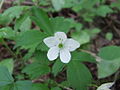 Anemone quinquefolia (1).jpg