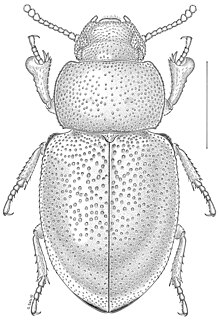 Anepsiini Tribe of arachnids