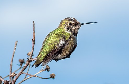 Anna's hummingbird