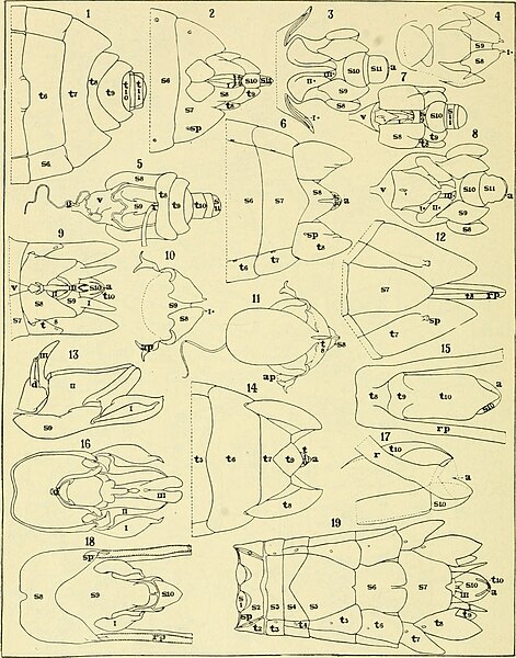 File:Annals of the Entomological Society of America (1918) (18227404399).jpg