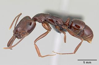 <i>Anochetus pattersoni</i> species of insect