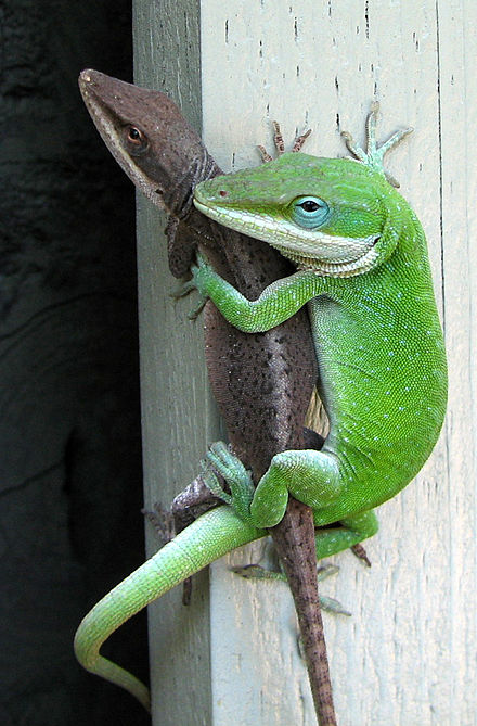 Anolis.