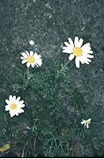 Anthemis ismelia