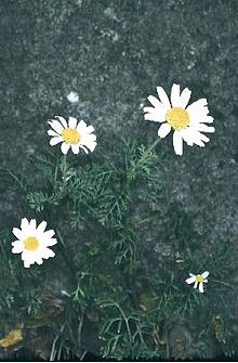 Anthemis ismelia.jpg