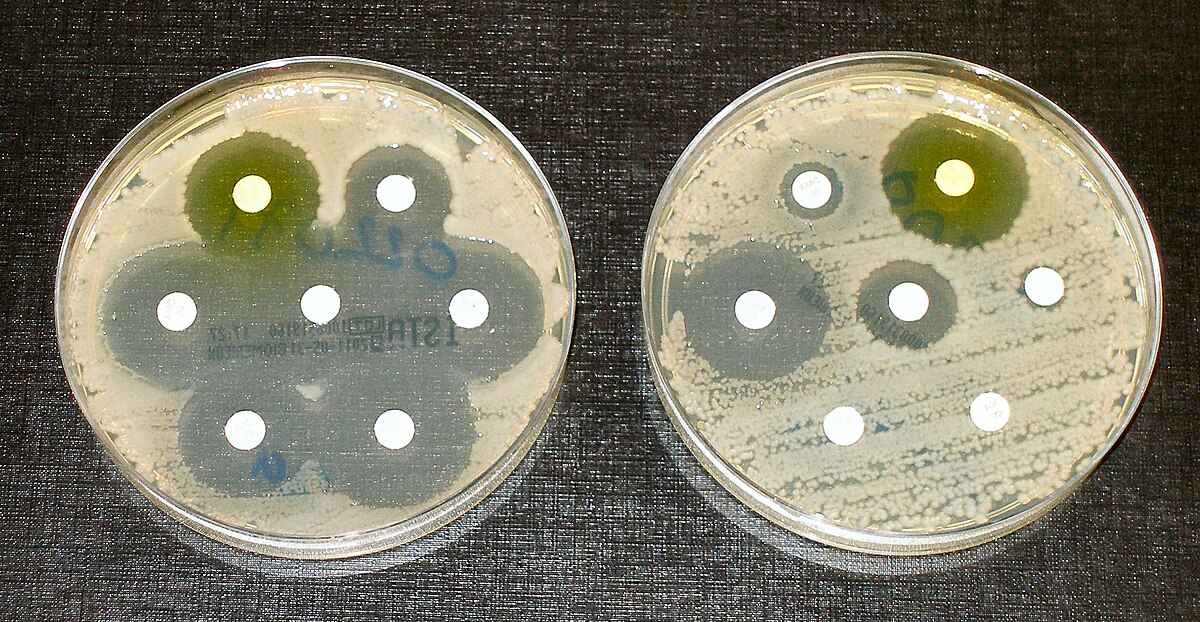 Cold-sensitive staphylococci reveal a weaknes