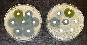 בדיקות עמידות לאנטיביוטיקה: חיידקים בתרבית בצד השמאלי רגישים לתרופות אנטיביוטיות המוכלת בדיסקיות הלבנות. חיידקים בתרבית בצד הימני עמידים למרבית התרופות האנטיביוטיות