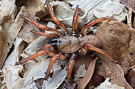 Aptostichus female.jpg