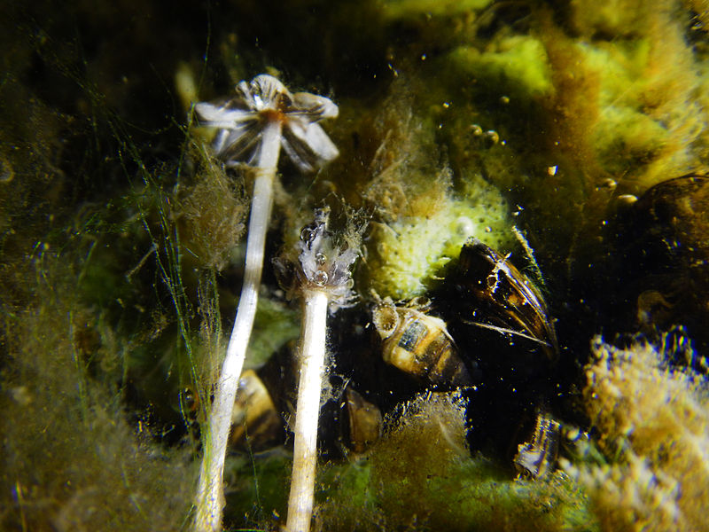 File:Aquatic fungus champignonAquatique à lamelles Moyenne-Deûle 2015 Lamiot 13.JPG