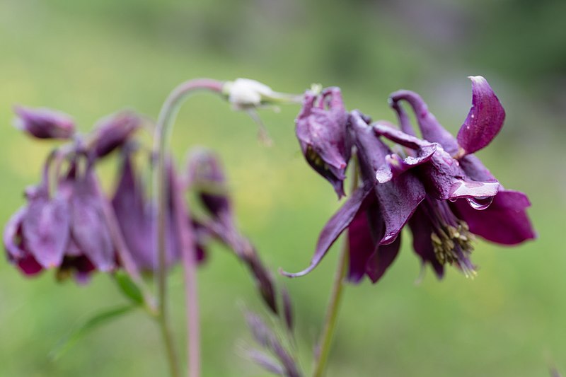 File:Aquilegia-atrata-6014 - Flickr - Ragnhild & Neil Crawford.jpg