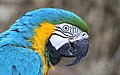 * Nomination Portrait of blue-and-yellow macaw (Ara ararauna), Parrot World, France --Clément Bardot 09:38, 5 October 2022 (UTC) * Promotion  Support Good quality. --Vincent Vega 10:00, 5 October 2022 (UTC)