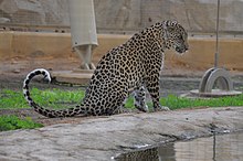 Levhart arabských vyfocený v Al Ain Zoo ve Spojených arabských emirátech