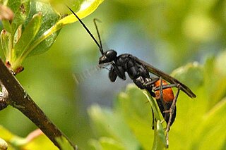 <i>Arachnospila</i> Genus of wasps