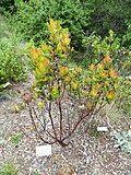 Thumbnail for Arctostaphylos andersonii