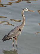 Ardea herodias