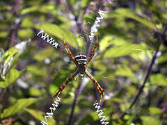 Argiope anasuja