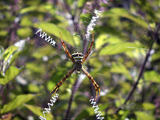 <span class="mw-page-title-main">Argiope anasuja</span> Species of spider