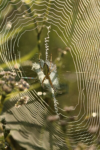 File:Argiope bruennichi (35985070035).jpg