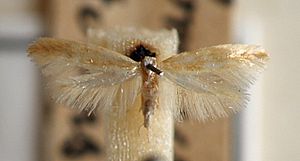 Argyresthia.aurulentella.mounted.jpg