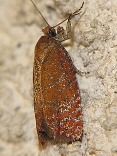 <i>Argyroploce arbutella</i> Species of moth