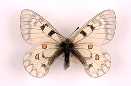 Parnassius ariadne