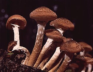 Armillaria ostoyae Armillaria ostoyae.jpg