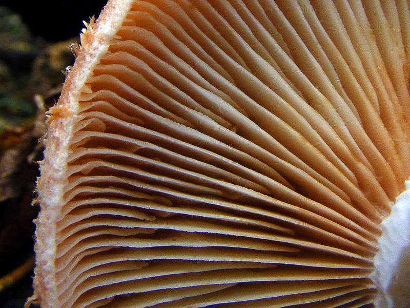 File:Armillaria ostoyae DSCF5993.jpg