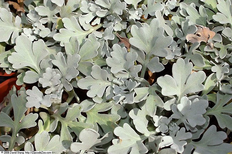 File:Artemisia stelleriana Silver Cascade 1zz.jpg