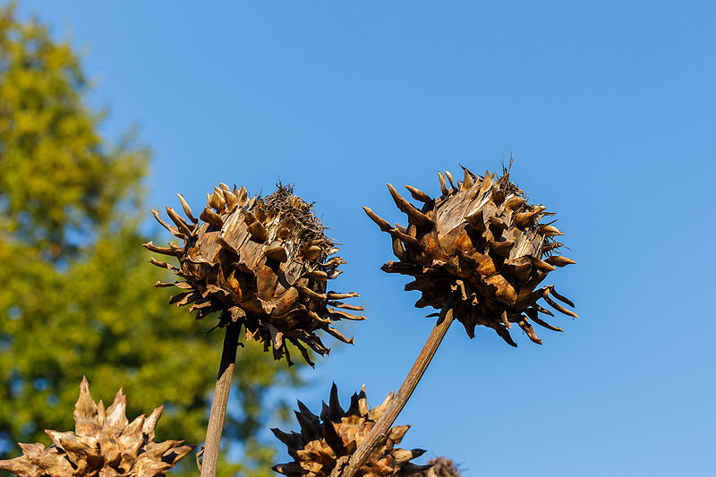 File:Artisjok Cynara scolymus. Locatie, De Kruidhof Buitenpost 01.jpg