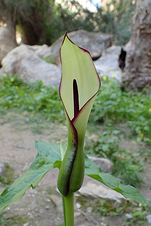 Arum hygrophilum kz4.jpg