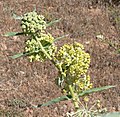 Asclepias erosa