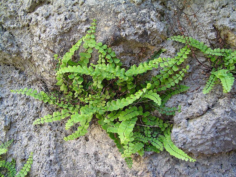 File:Asplenium trichomanes - Capillaire - 1.jpg