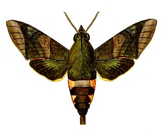 <i>Atemnora</i> Genus of moths