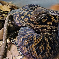 Description de l'image Australian Scrub Python (Morelia kinghorni) Australia Zoo.jpg.