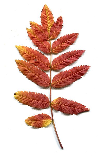 File:Autumn. Leaves - Sorbus aucuparia.jpg
