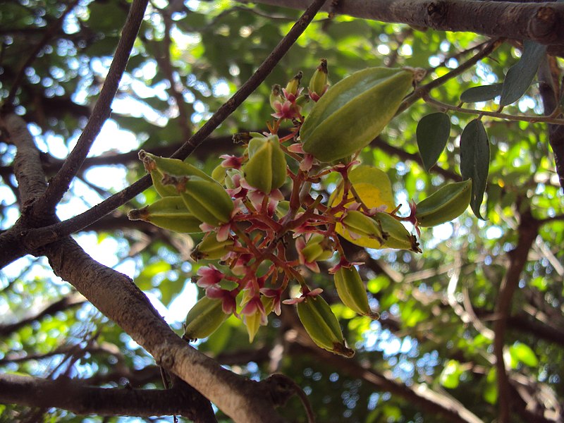 File:Averrhoa carambola 12.JPG