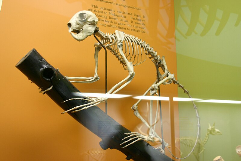 File:Aye-Aye bones.jpg