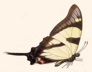 <i>Eurytides orabilis</i> Species of butterfly