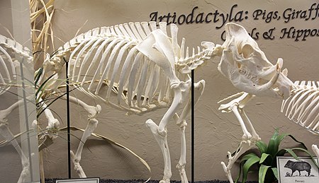 Fail:Babirusa_Skeleton.jpg