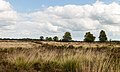 Balloërveld, natuurgebied in Drenthe.