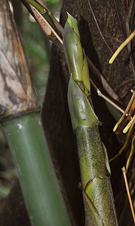  Bambu ampel  Wikipedia bahasa Indonesia ensiklopedia bebas