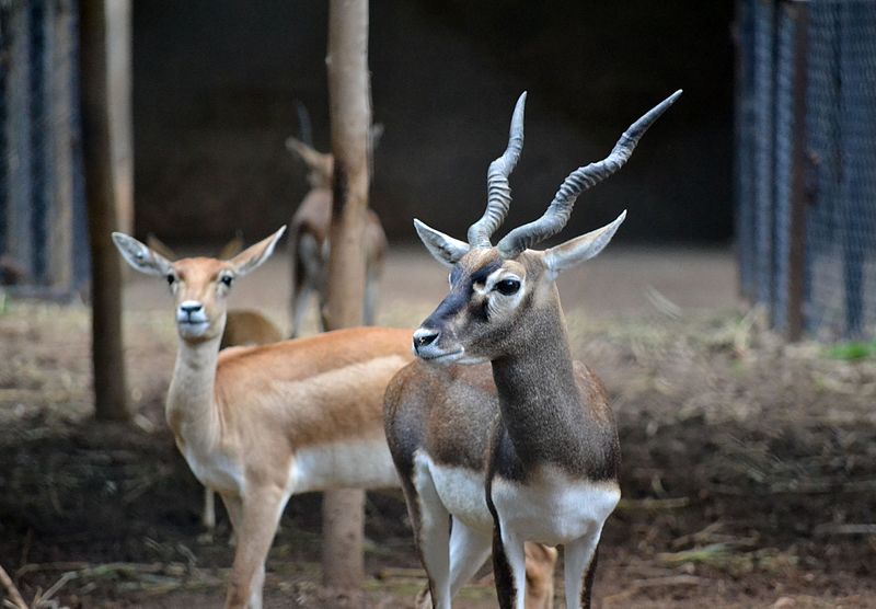 File:Bannerghatta blackbuck 01.jpg