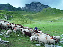 Fotografía en color de un rebaño de ovejas blancas y marrones en un paisaje de pradera rocosa de alta montaña.