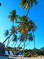 Playa de Barbados