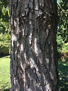 Bark of a mature tree Bark on bole of mature Eastern Cottonwood.jpg