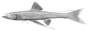 Bathypterois dubius3.jpg